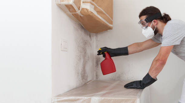 Professional Basement Mold Removal technician working in Franklin Park, NJ