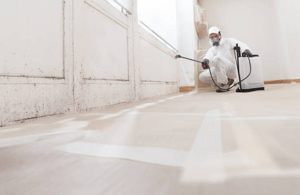 24/7 Emergency Basement Mold Removal experts in Franklin Park, NJ