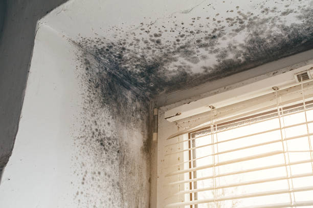 Affordable Basement Mold Removal solutions in Franklin Park, NJ