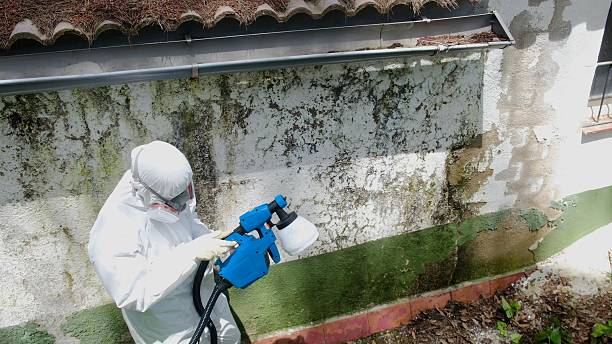 Top rated local Basement Mold Removal specialists in Franklin Park, NJ